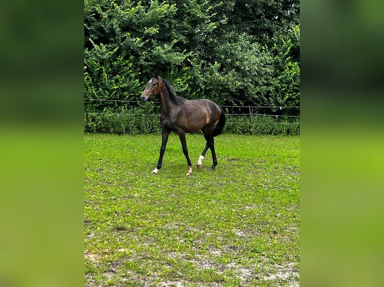 Hanoverian Stallion 2 years 17,1 hh Bay-Dark in Gro&#xDF;heide Berumerfehn