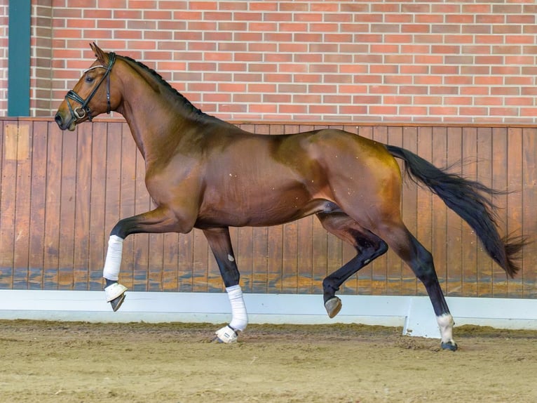 Hanoverian Stallion 2 years Bay-Dark in Rostock