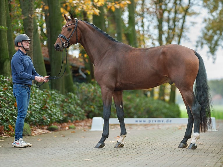 Hanoverian Stallion 2 years Bay-Dark in Rostock