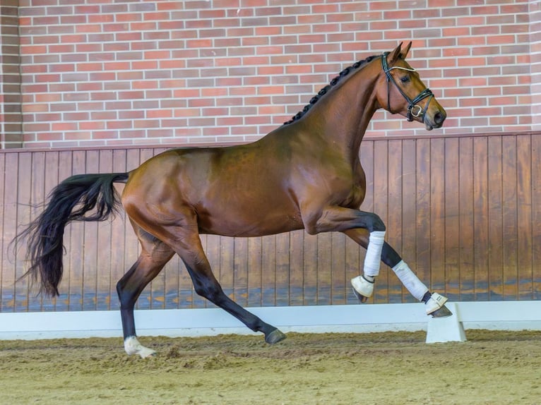 Hanoverian Stallion 2 years Bay-Dark in Rostock