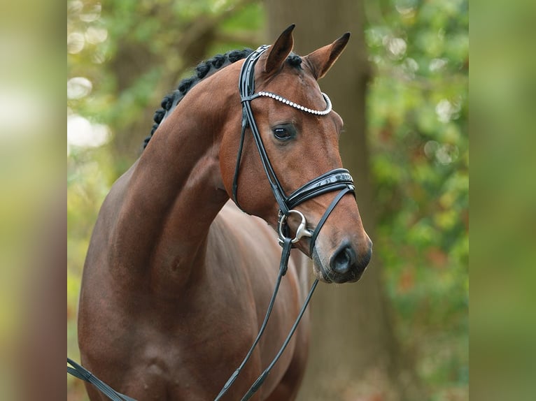 Hanoverian Stallion 2 years Bay-Dark in Rostock