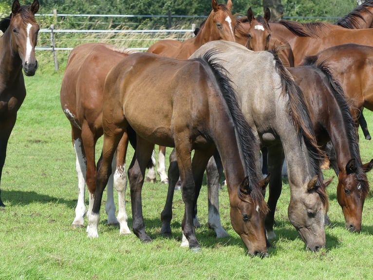 Hanoverian Stallion 2 years Bay-Dark in Langenhagen