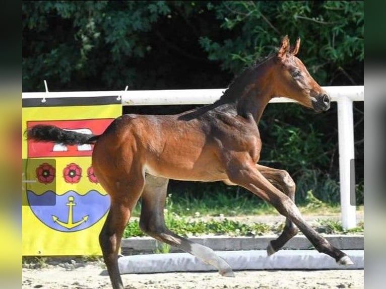 Hanoverian Stallion 2 years Bay-Dark in Wetschen