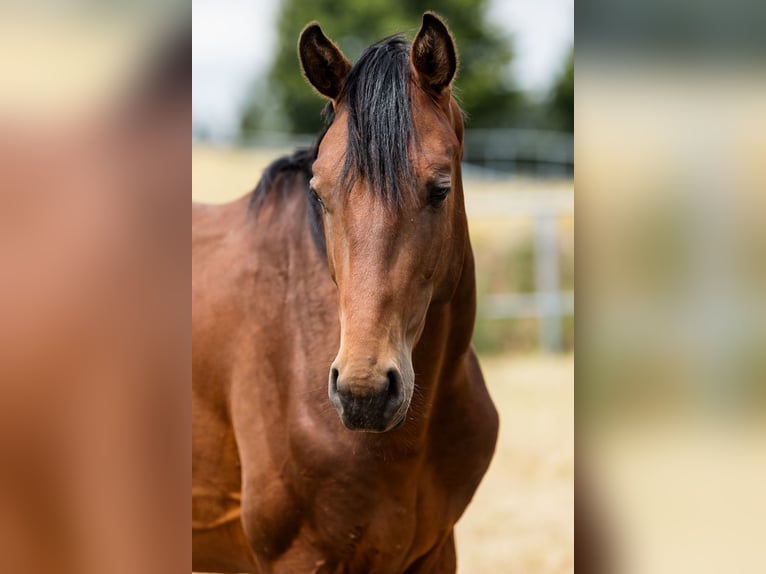 Hanoverian Stallion 2 years Bay in Duszniki