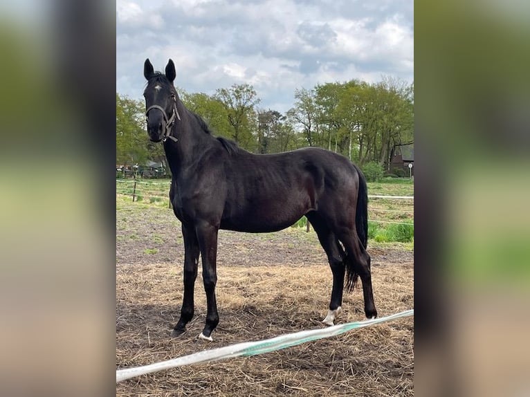 Hanoverian Stallion 2 years Black in Lilienthal