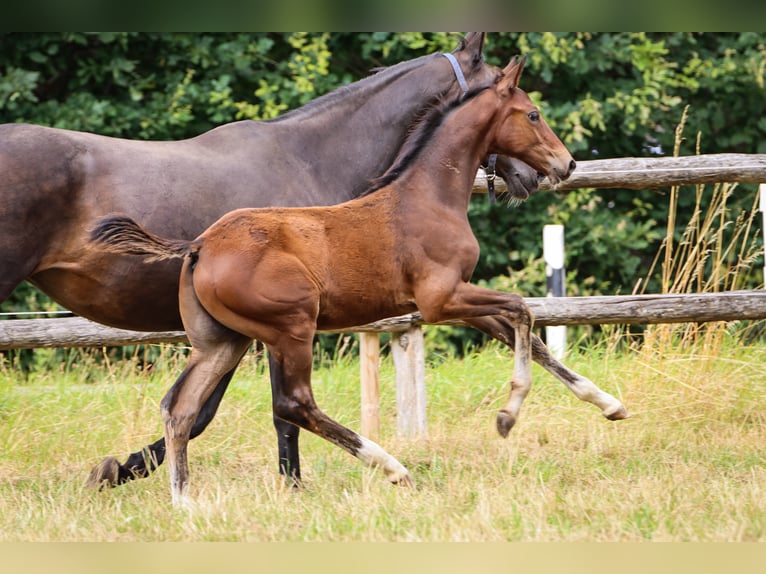 Hanoverian Stallion 2 years Brown in Rickling