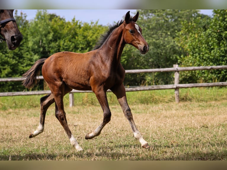 Hanoverian Stallion 2 years Brown in Rickling