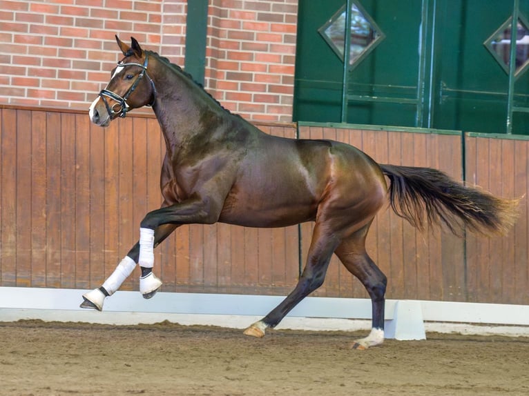 Hanoverian Stallion 2 years Brown in Rostock