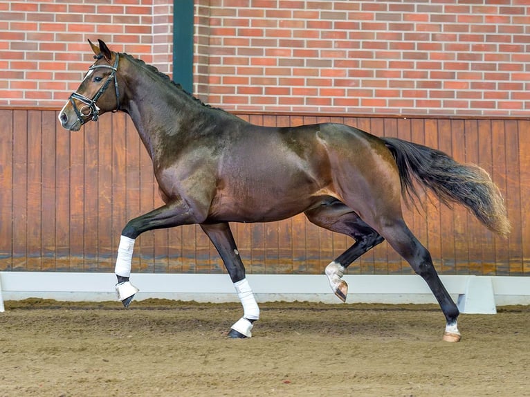 Hanoverian Stallion 2 years Brown in Rostock