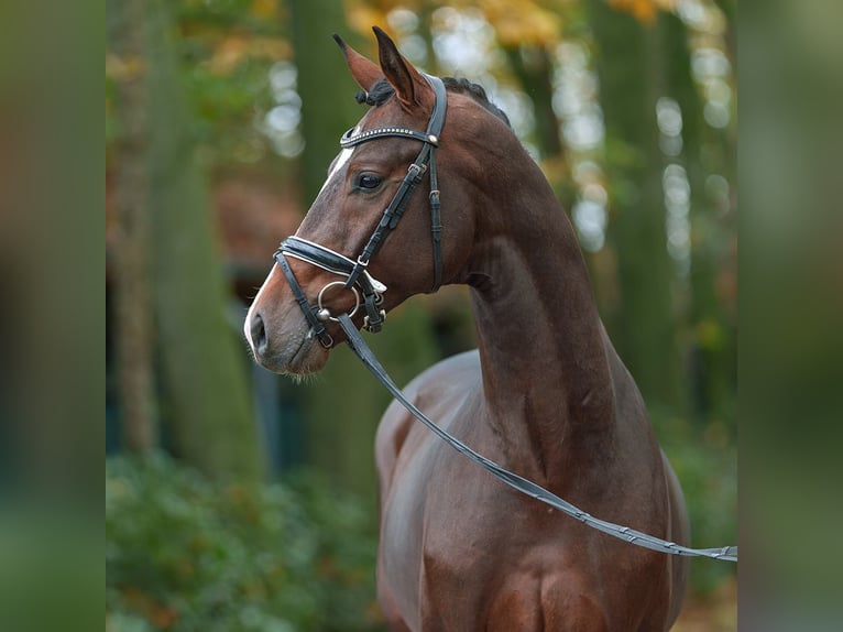 Hanoverian Stallion 2 years Brown in Rostock