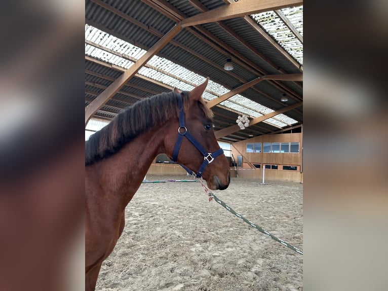 Hanoverian Stallion 2 years Brown in Neukalen