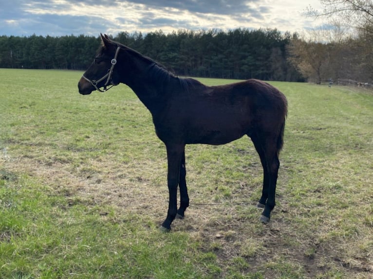 Hanoverian Stallion 2 years Brown in Calau