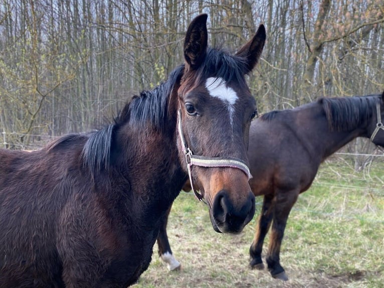 Hanoverian Stallion 2 years Brown in Calau