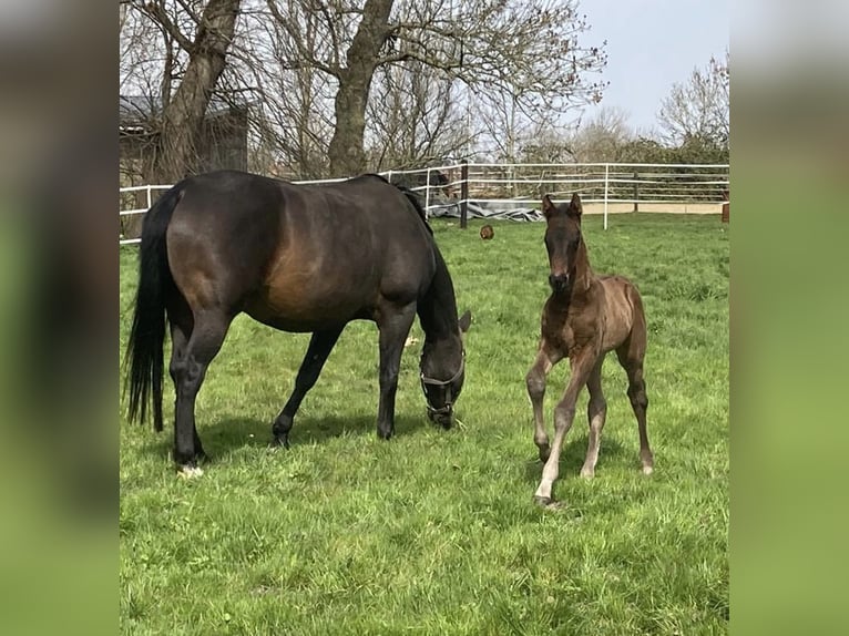 Hanoverian Stallion 2 years Brown in Bad Zwischenahn