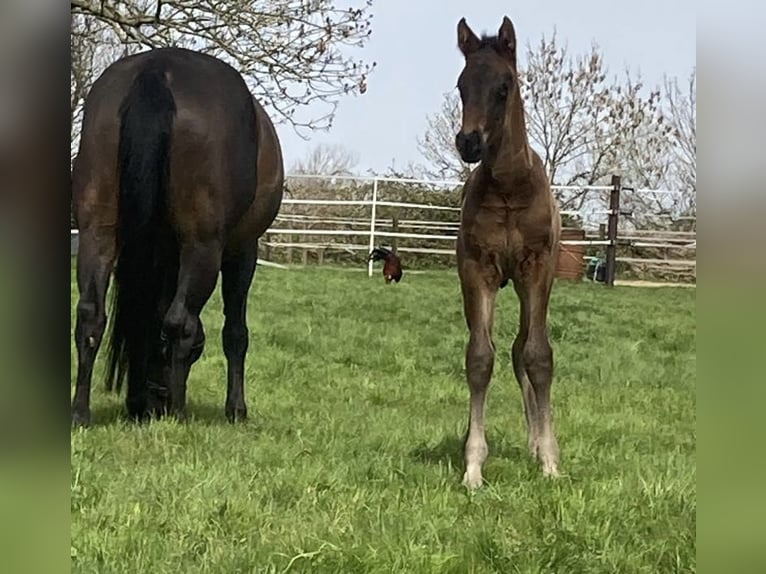 Hanoverian Stallion 2 years Brown in Bad Zwischenahn