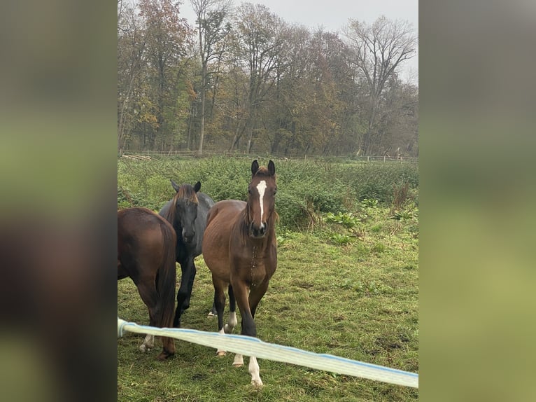 Hanoverian Stallion 2 years Brown in Egling