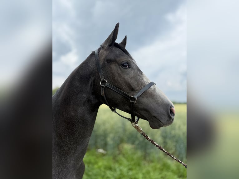 Hanoverian Stallion 2 years Can be white in Coesfeld