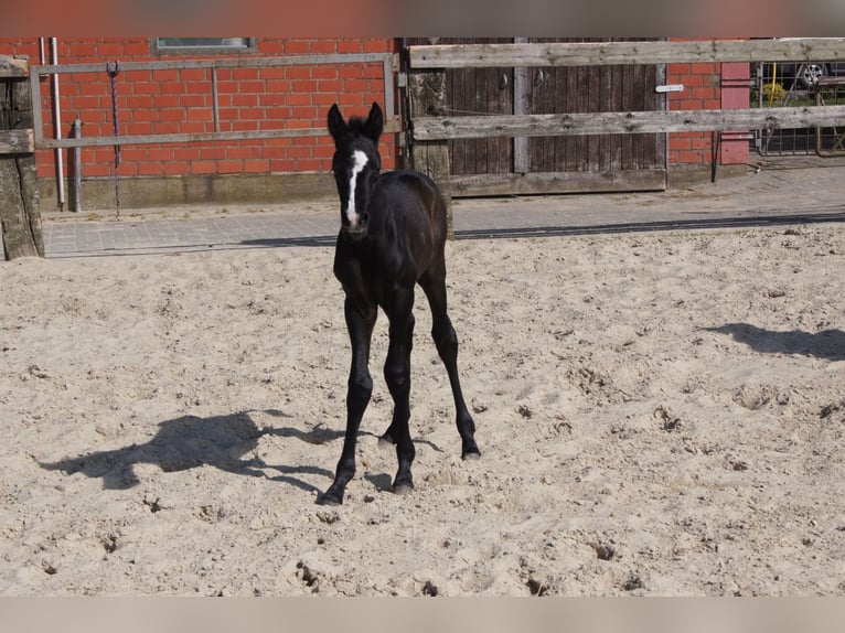 Hanoverian Stallion 2 years Can be white in Coesfeld