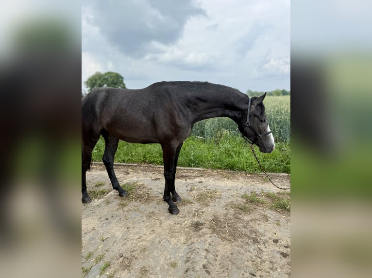 Hanoverian Stallion 2 years Can be white in Coesfeld