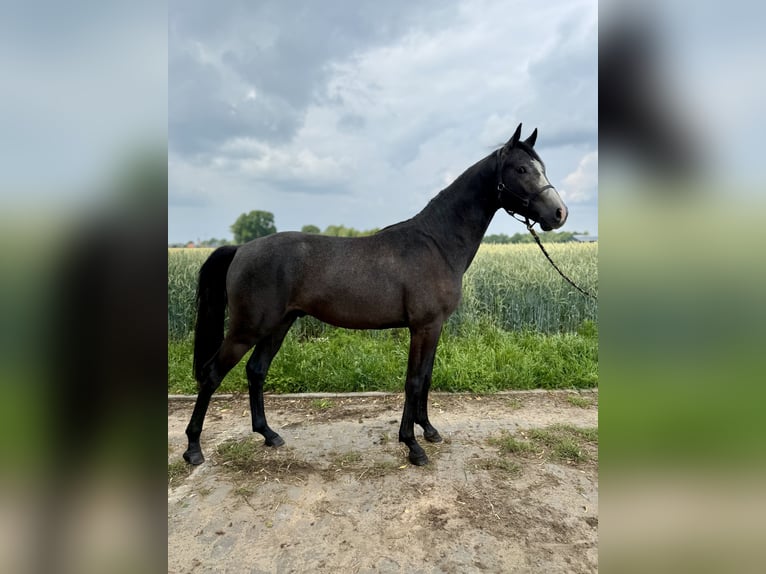 Hanoverian Stallion 2 years Can be white in Coesfeld