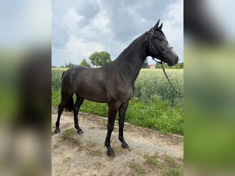 Hanoverian Stallion 2 years Can be white in Coesfeld