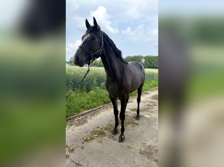 Hanoverian Stallion 2 years Can be white in Coesfeld