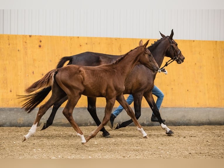 Hanoverian Stallion 2 years Chestnut in Duszniki