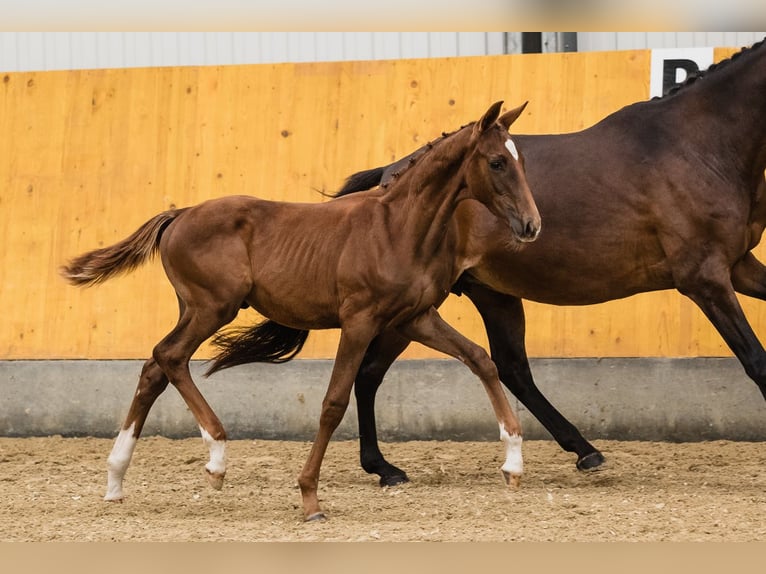 Hanoverian Stallion 2 years Chestnut in Duszniki