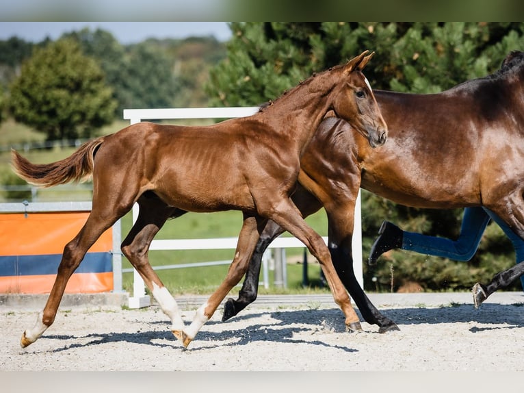 Hanoverian Stallion 2 years Chestnut in Duszniki