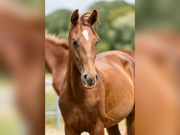 Hanoverian Stallion 2 years Chestnut in Duszniki