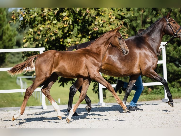 Hanoverian Stallion 2 years Chestnut in Duszniki