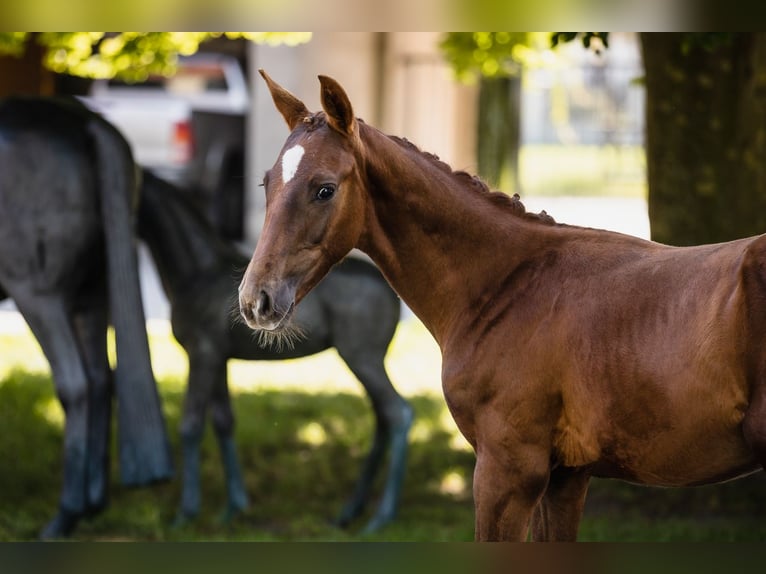 Hanoverian Stallion 2 years Chestnut in Duszniki