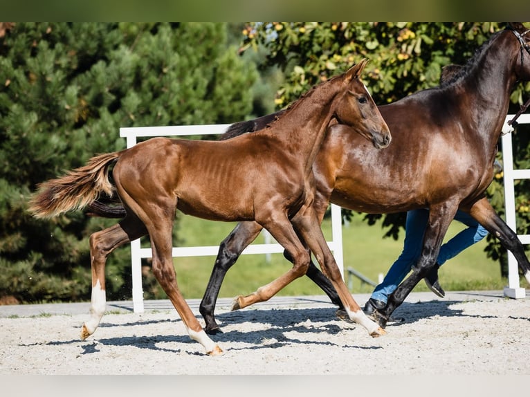 Hanoverian Stallion 2 years Chestnut in Duszniki