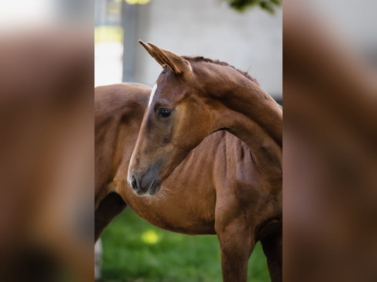 Hanoverian Stallion 2 years Chestnut in Duszniki