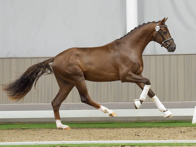 Hanoverian Stallion 2 years Chestnut in Münster-Handorf