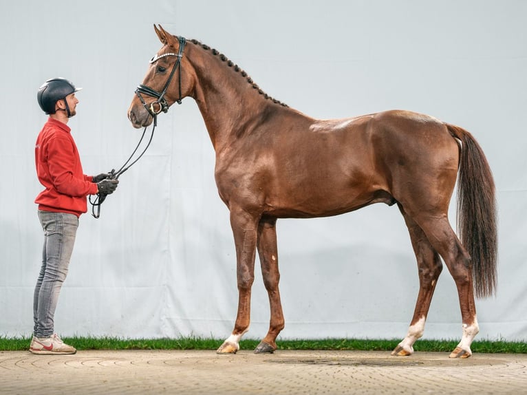 Hanoverian Stallion 2 years Chestnut in Münster-Handorf