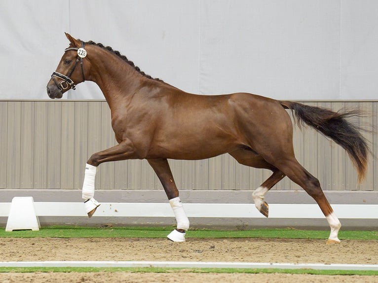 Hanoverian Stallion 2 years Chestnut in Münster-Handorf