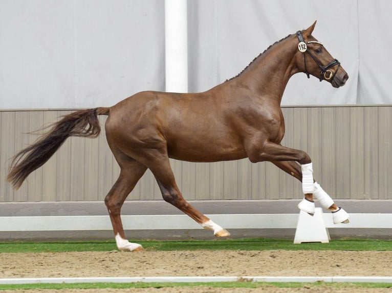 Hanoverian Stallion 2 years Chestnut in Münster-Handorf