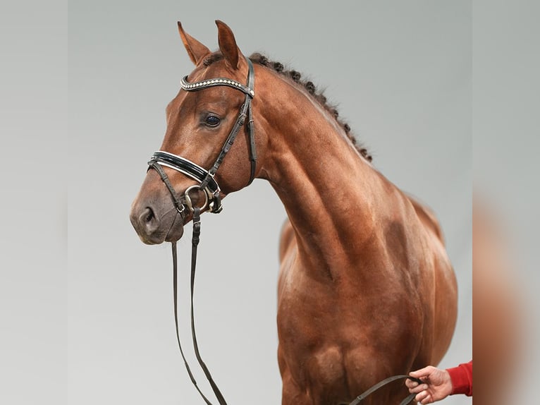 Hanoverian Stallion 2 years Chestnut in Münster-Handorf