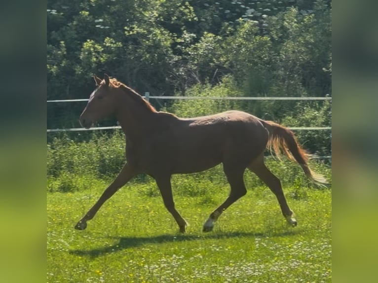 Hanoverian Stallion 2 years Chestnut-Red in Hahn am See