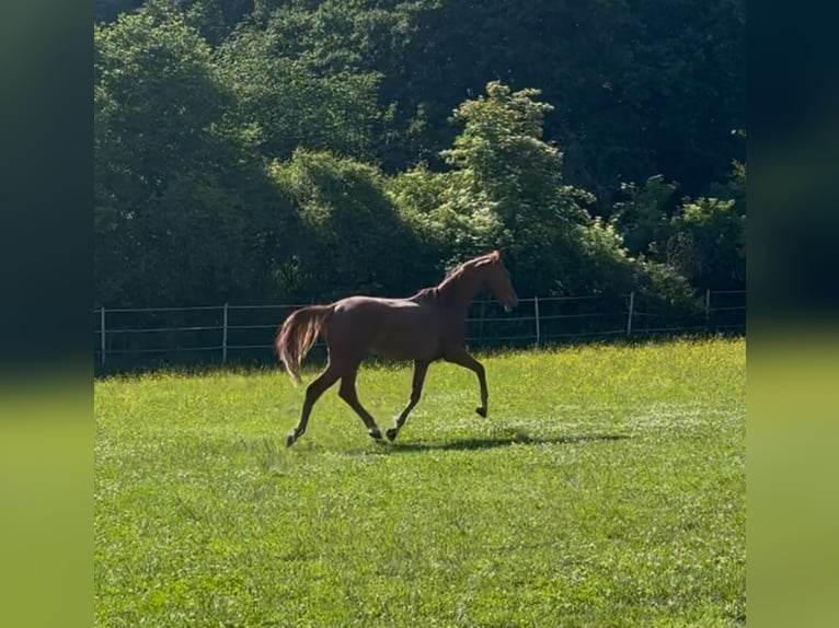 Hanoverian Stallion 2 years Chestnut-Red in Hahn am See
