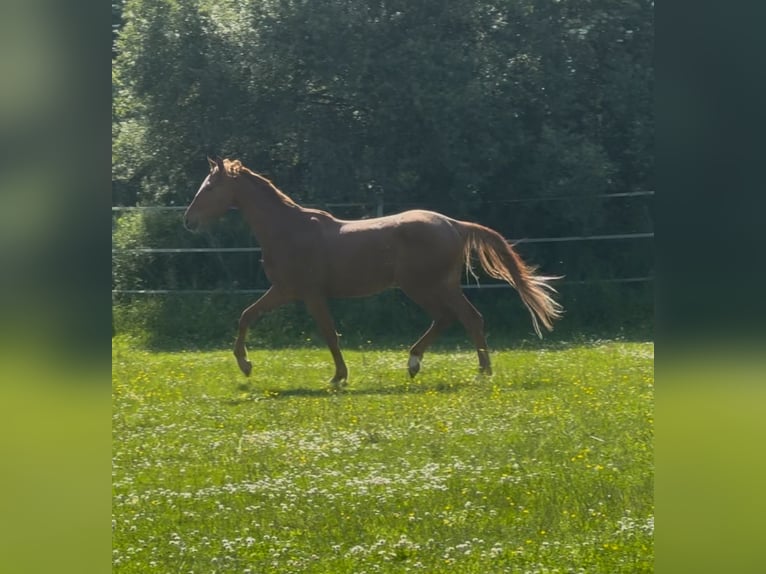 Hanoverian Stallion 2 years Chestnut-Red in Hahn am See