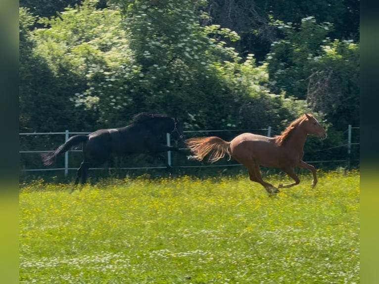 Hanoverian Stallion 2 years Chestnut-Red in Hahn am See