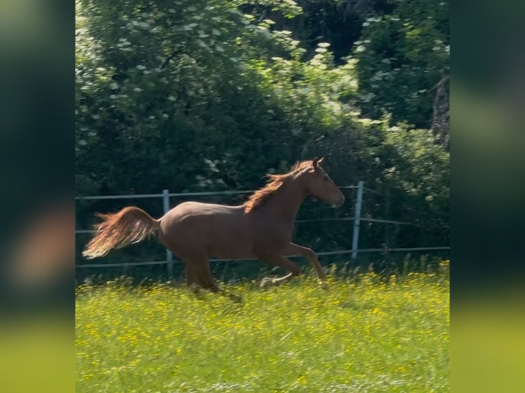Hanoverian Stallion 2 years Chestnut-Red in Hahn am See