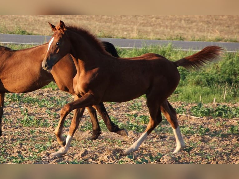 Hanoverian Stallion 2 years Chestnut-Red in Neu-Eichenberg