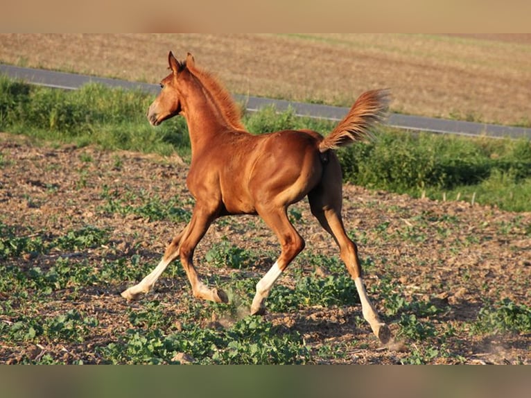 Hanoverian Stallion 2 years Chestnut-Red in Neu-Eichenberg