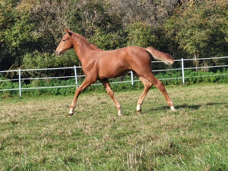 Hanoverian Stallion 2 years Chestnut-Red in Hahn am See