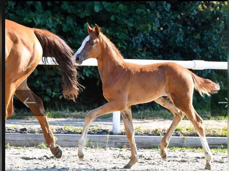 Hanoverian Stallion 2 years Chestnut-Red in Wetschen