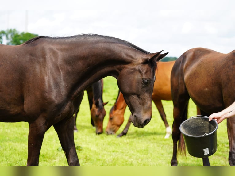 Hanoverian Stallion 2 years in Coesfeld