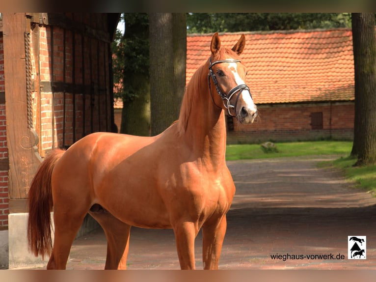 Hanoverian Stallion 2 years in Neuenkirchen-Vörden